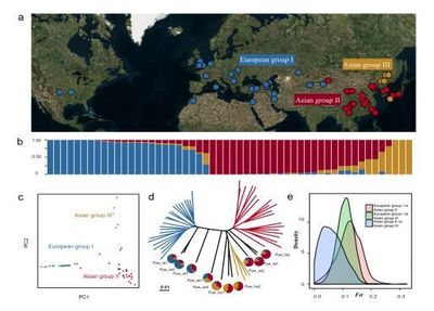 南京農業大學梨課題組揭示梨的起源、分化與馴化歷程